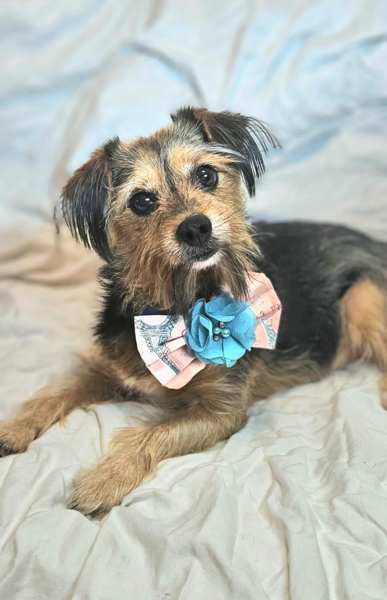 Sassy, a ADOPTABLE mixed breed in Mendham, NJ image 3/3