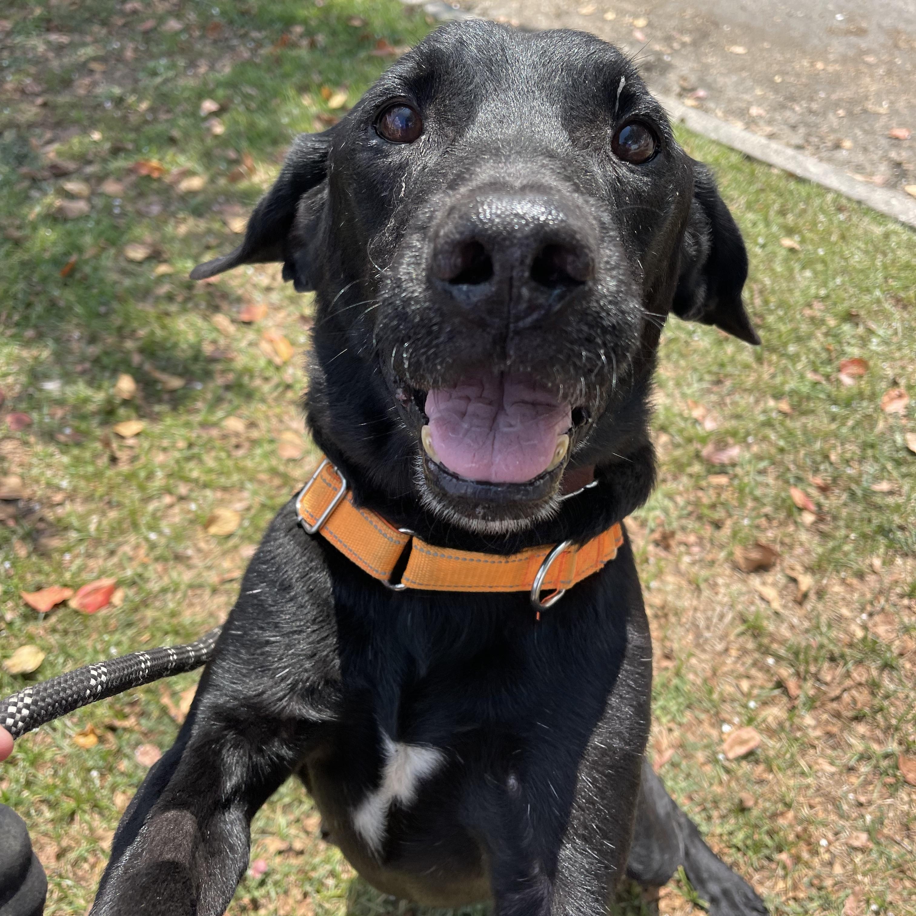 Roy, a Adoptable mixed breed in Baton Rouge, LA image 3/6