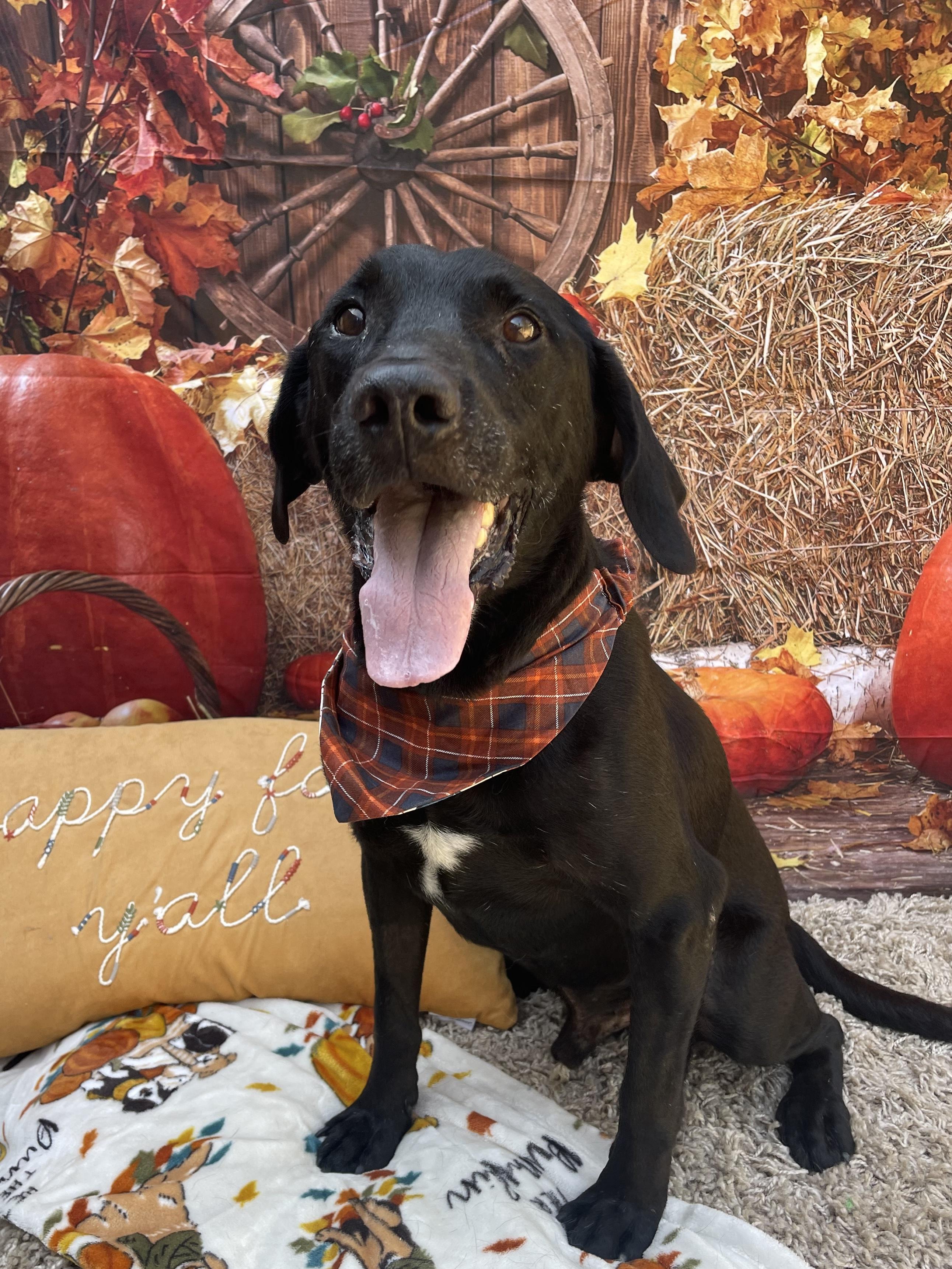 Roy, a Adoptable mixed breed in Baton Rouge, LA image 2/6