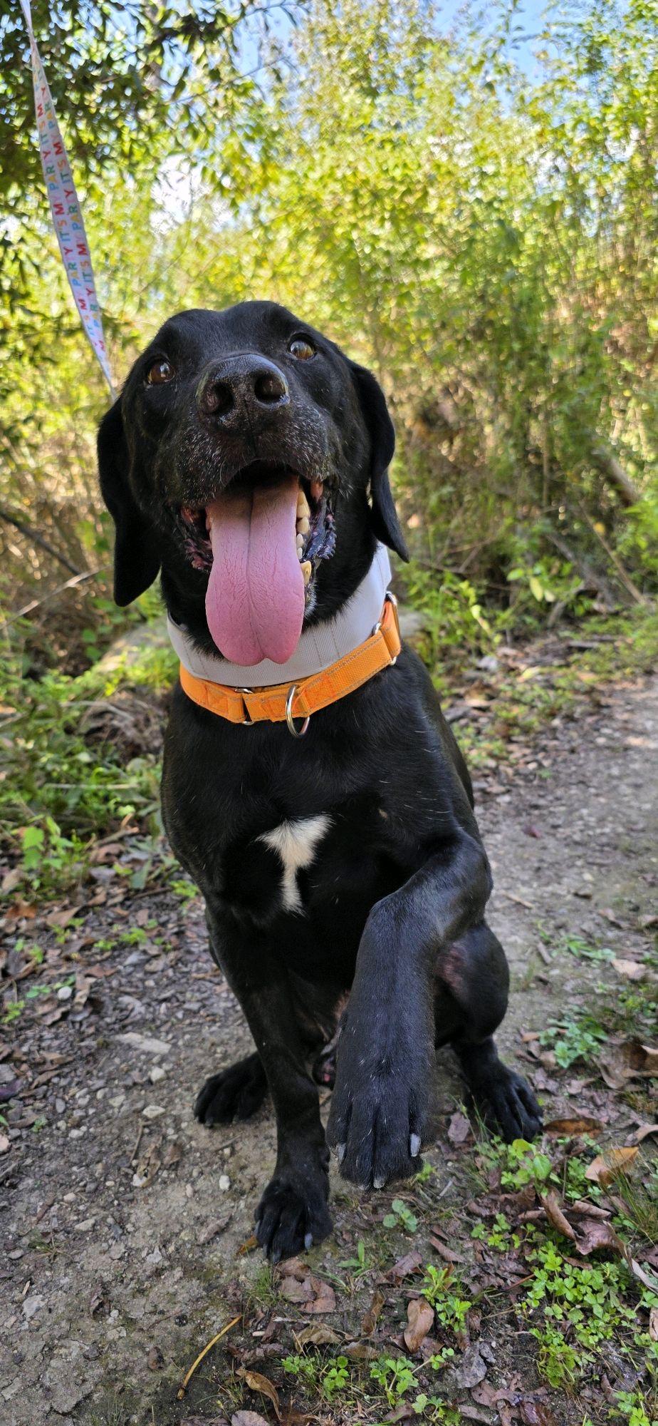 Roy, Adoptable, Senior Male Black Labrador Retriever.