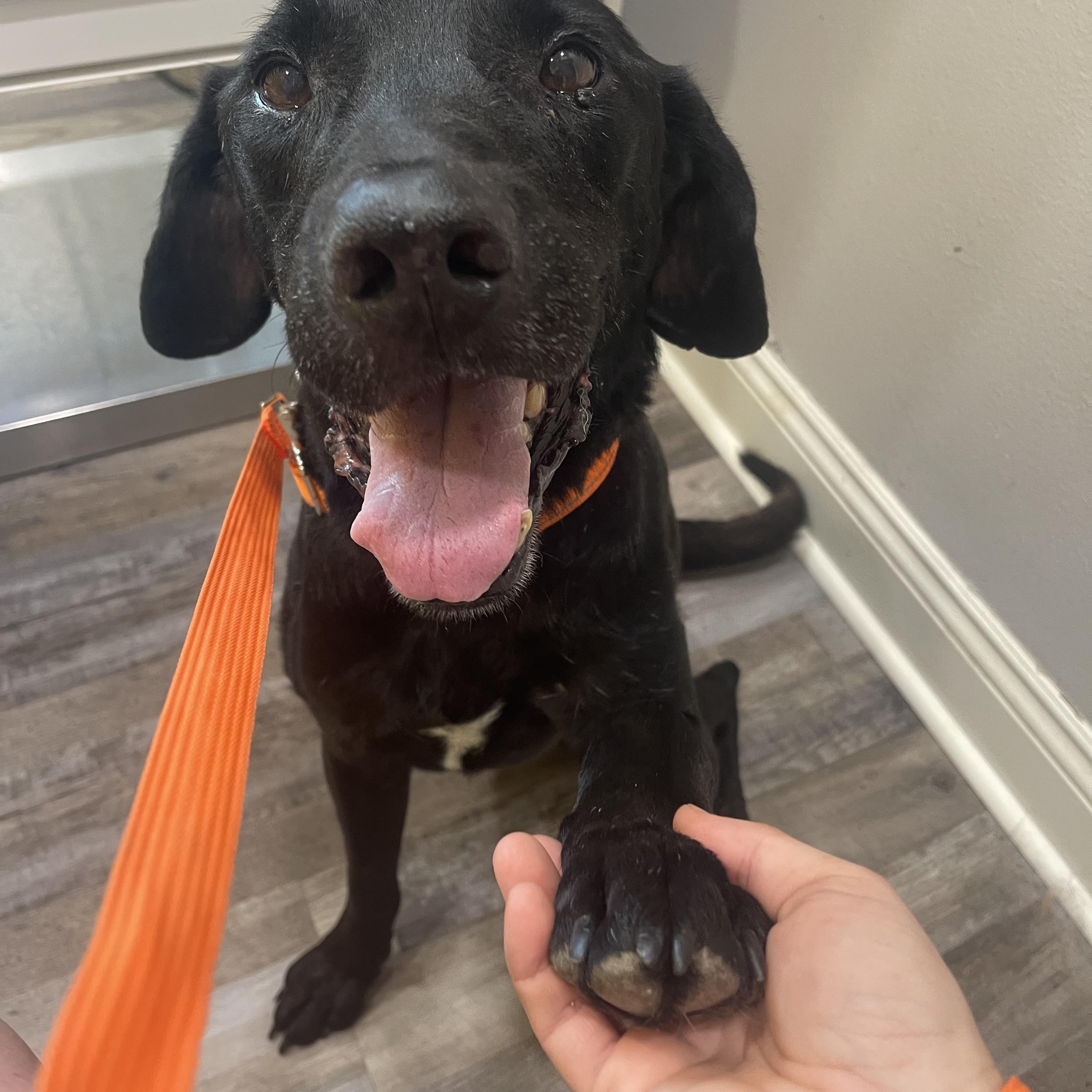 Roy, a Adoptable mixed breed in Baton Rouge, LA image 4/6