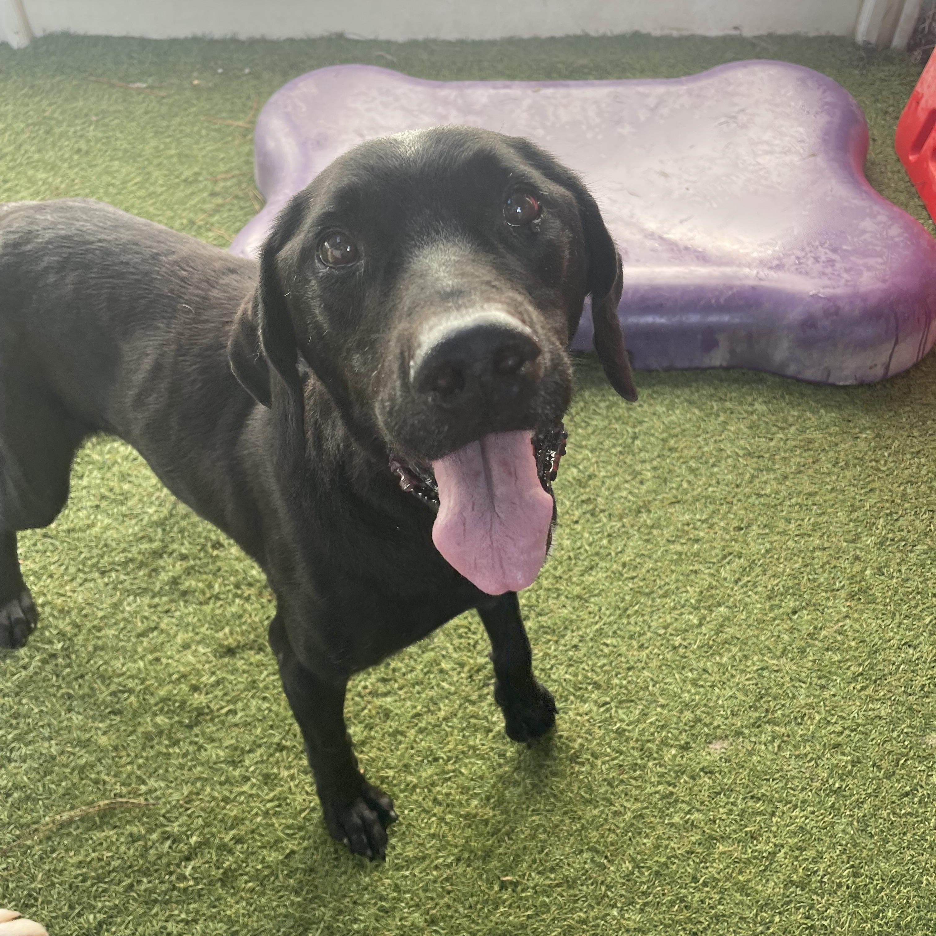 Roy, a Adoptable mixed breed in Baton Rouge, LA image 5/6