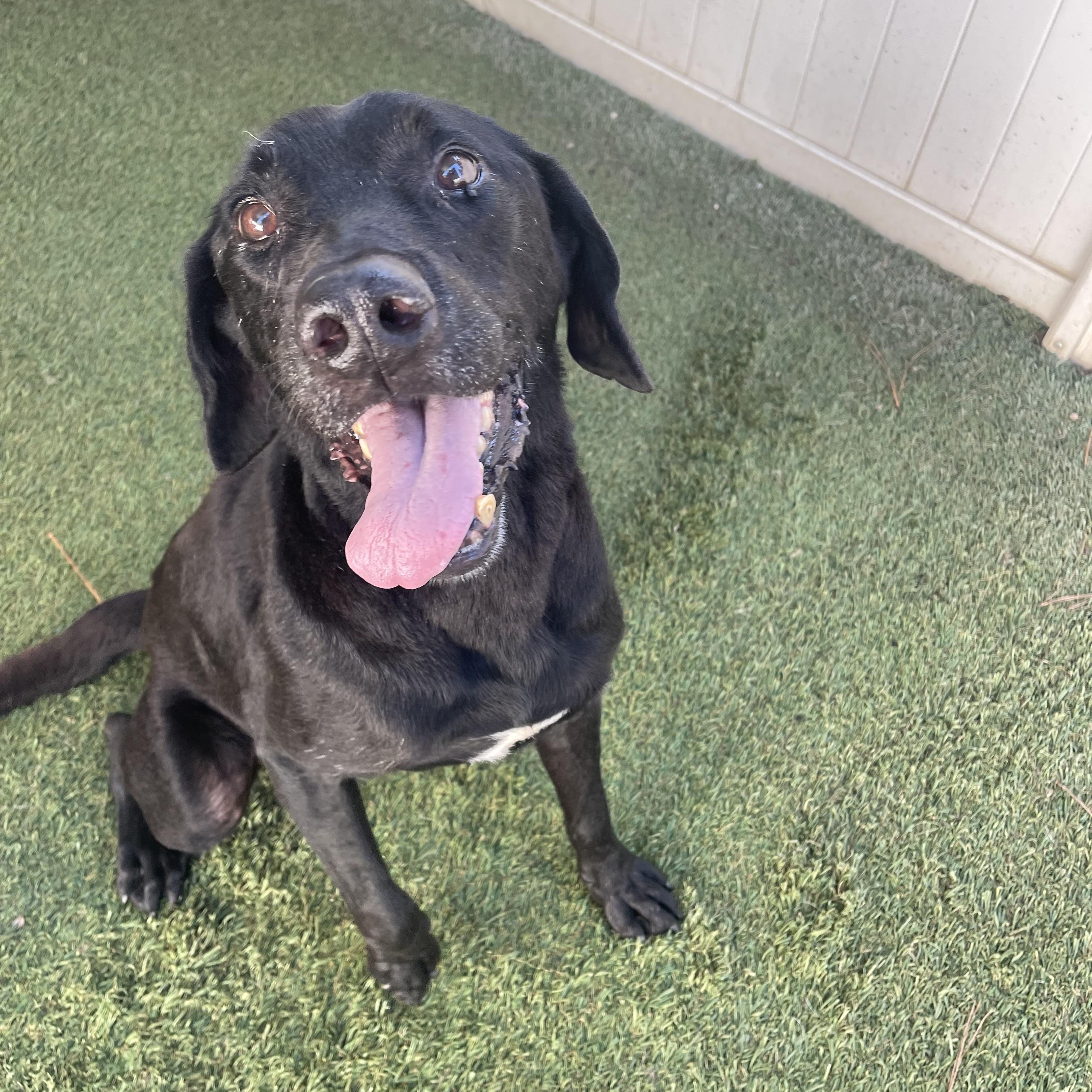 Roy, a Adoptable mixed breed in Baton Rouge, LA image 6/6