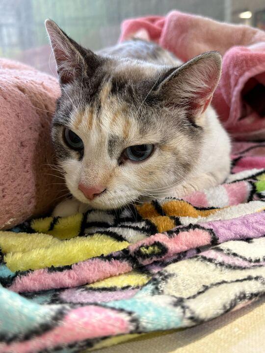 Betty Lou, ADOPTABLE, Adult Female Siamese.