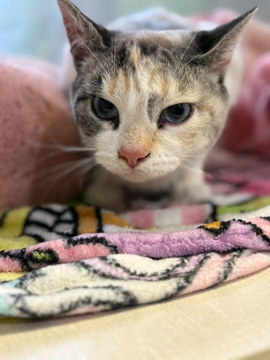 Enlarge Betty Lou, a ADOPTABLE Siamese in Jackson, MI image 2/5