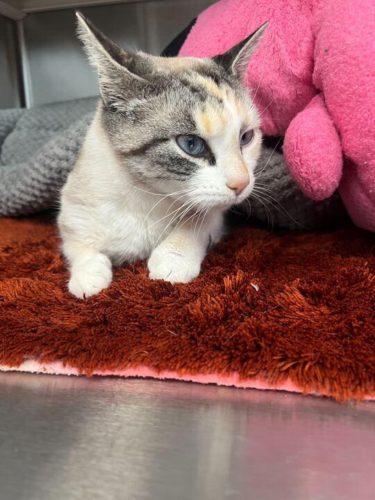 Enlarge Betty Lou, a ADOPTABLE Siamese in Jackson, MI image 3/5