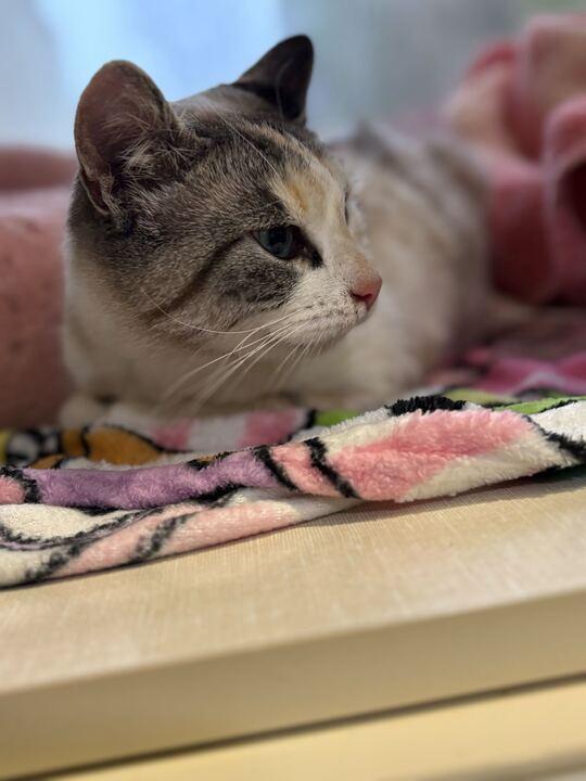 Enlarge Betty Lou, a ADOPTABLE Siamese in Jackson, MI image 4/5