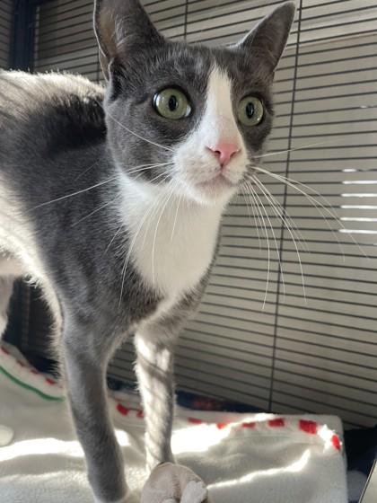 Enlarge Olive Oil, a Adoptable mixed breed in Lawrenceville, GA image 1/1