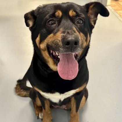 Ziggy, ADOPTABLE, Adult Female Rottweiler.