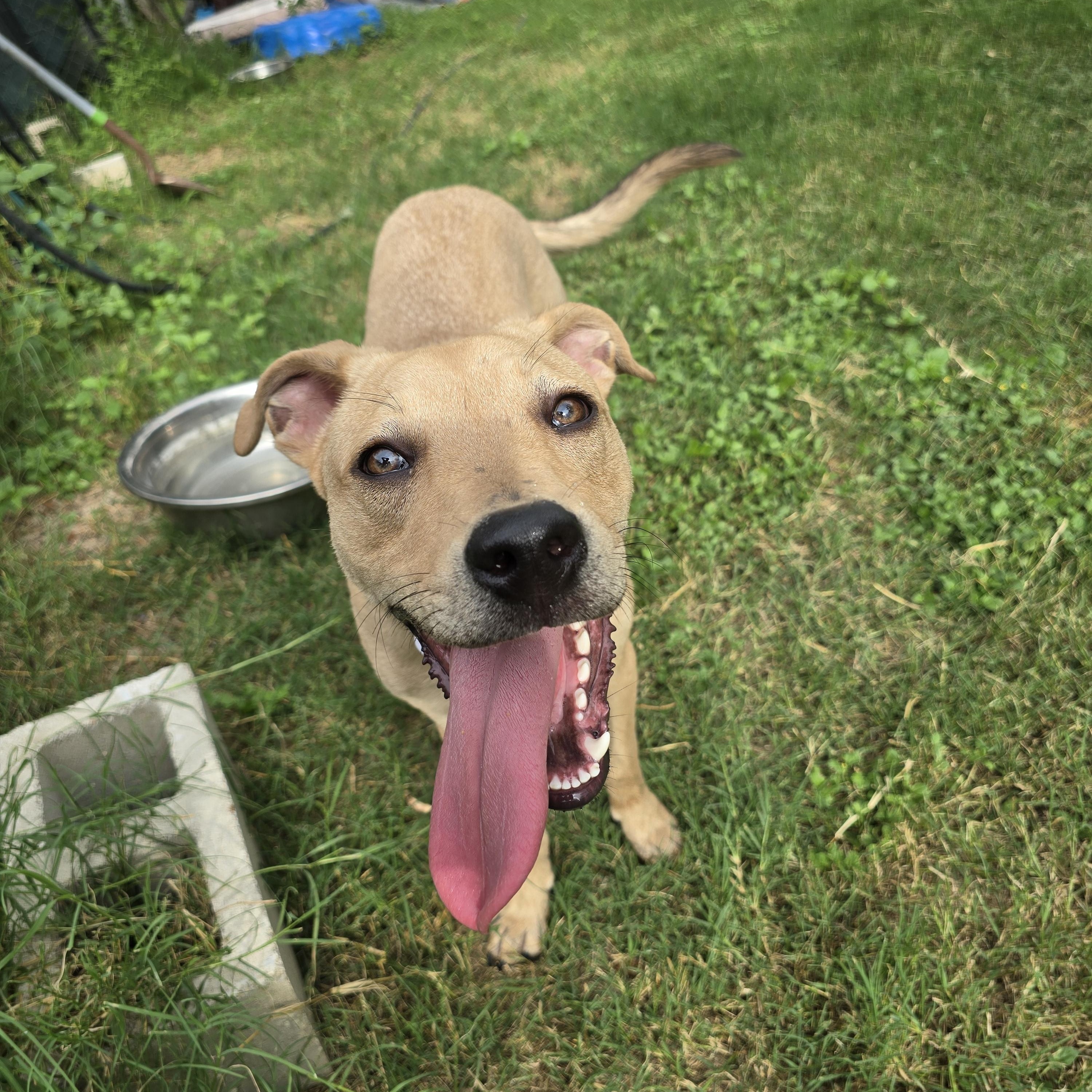 Enlarge Brian, a Adoptable mixed breed in Albany, NY image 2/6
