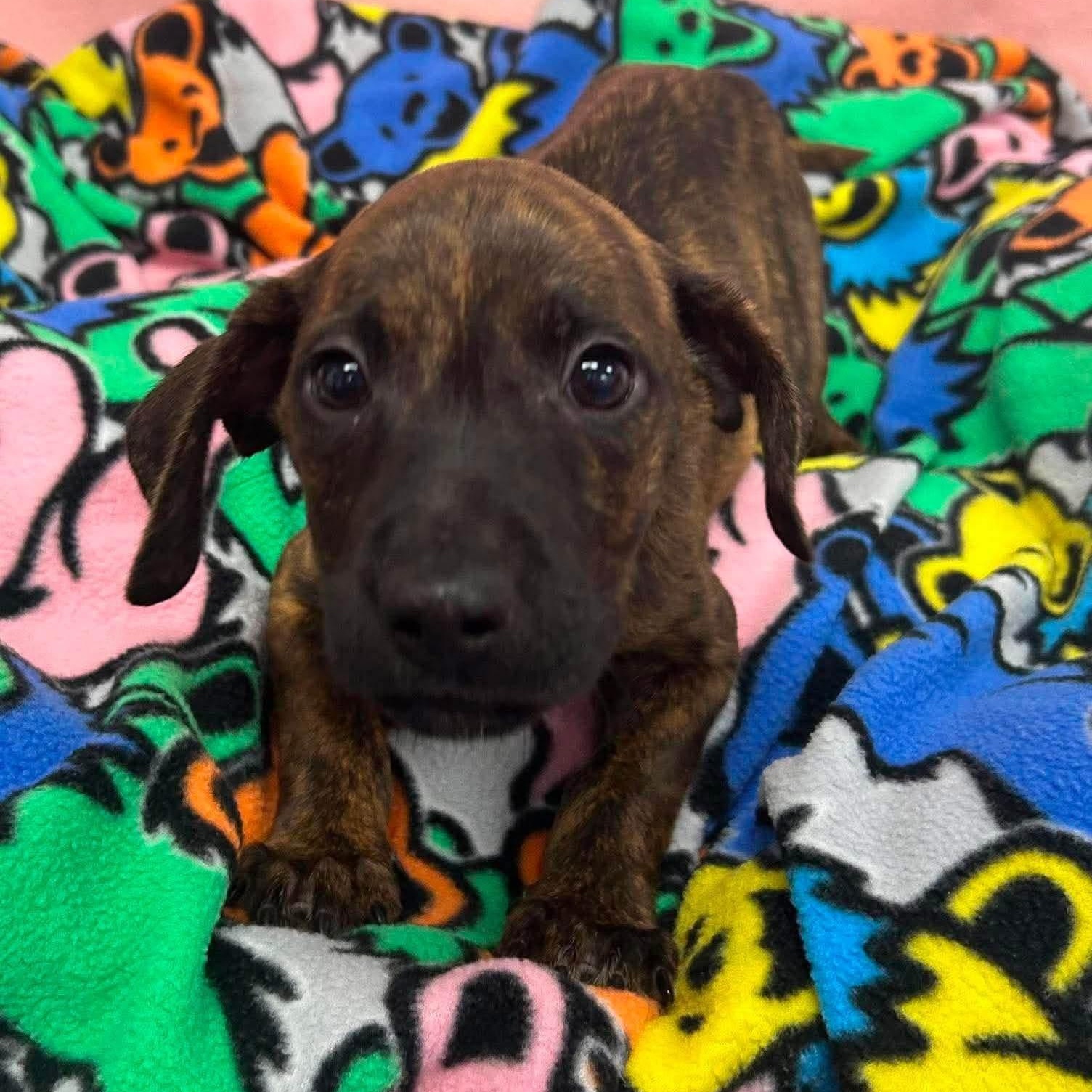 Enlarge Goose, a Adoptable Mixed Breed in Yaphank, NY image 2/6