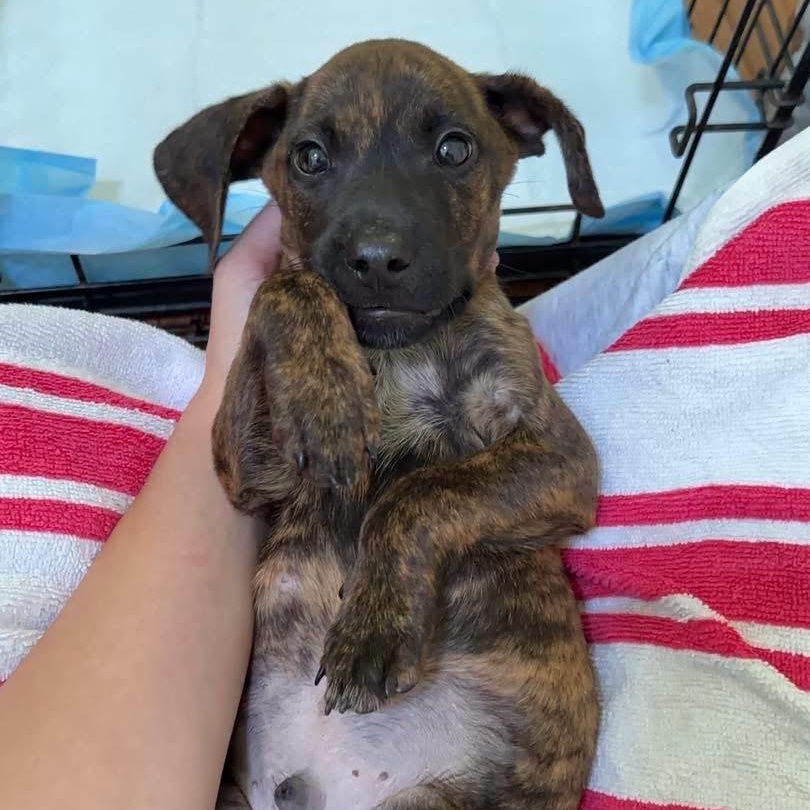 Enlarge Goose, a Adoptable Mixed Breed in Yaphank, NY image 3/6