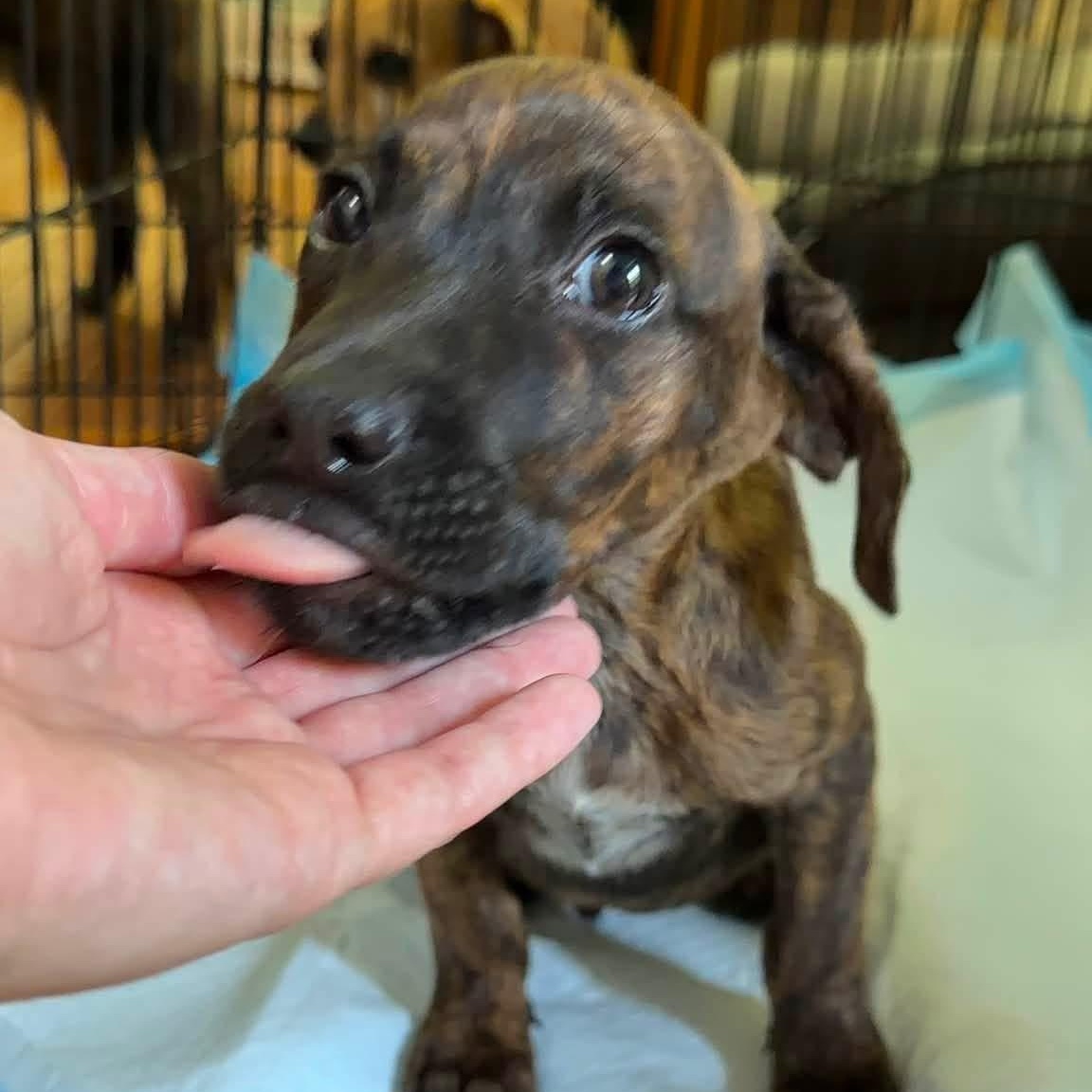 Enlarge Goose, a Adoptable Mixed Breed in Yaphank, NY image 4/6
