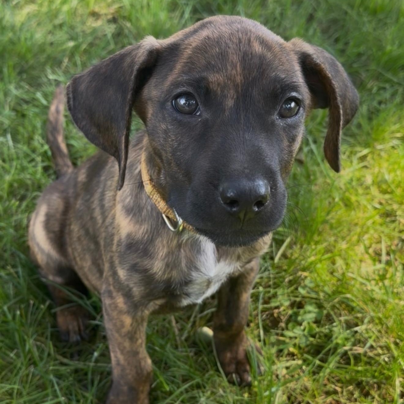 Goose, Adoptable, Puppy Male Mixed Breed.