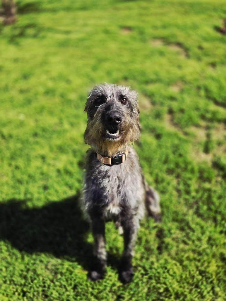 Guinness (Foster), adopted, Young Male Irish Wolfhound.