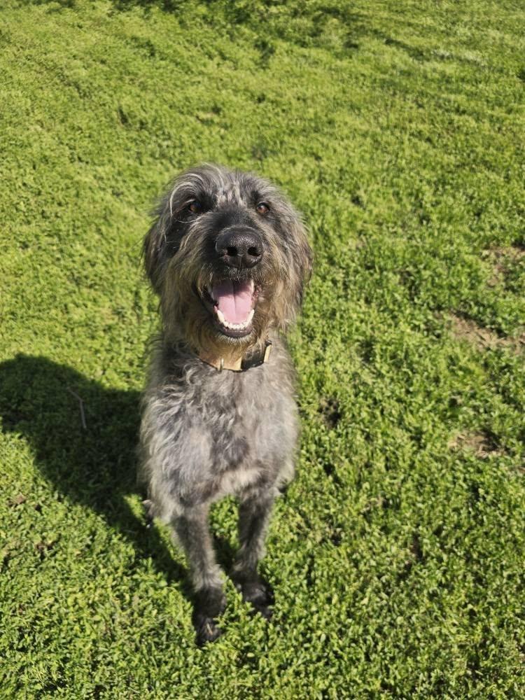 Enlarge Guinness (Foster), an adopted mixed breed in Springfield, MO image 2/3