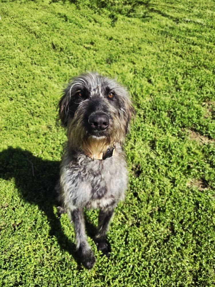 Enlarge Guinness (Foster), an adopted mixed breed in Springfield, MO image 3/3