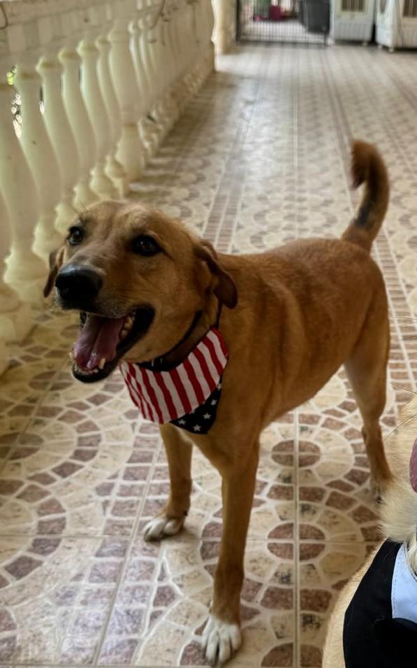 Enlarge Karma, a Adoptable mixed breed in New York, NY image 2/5