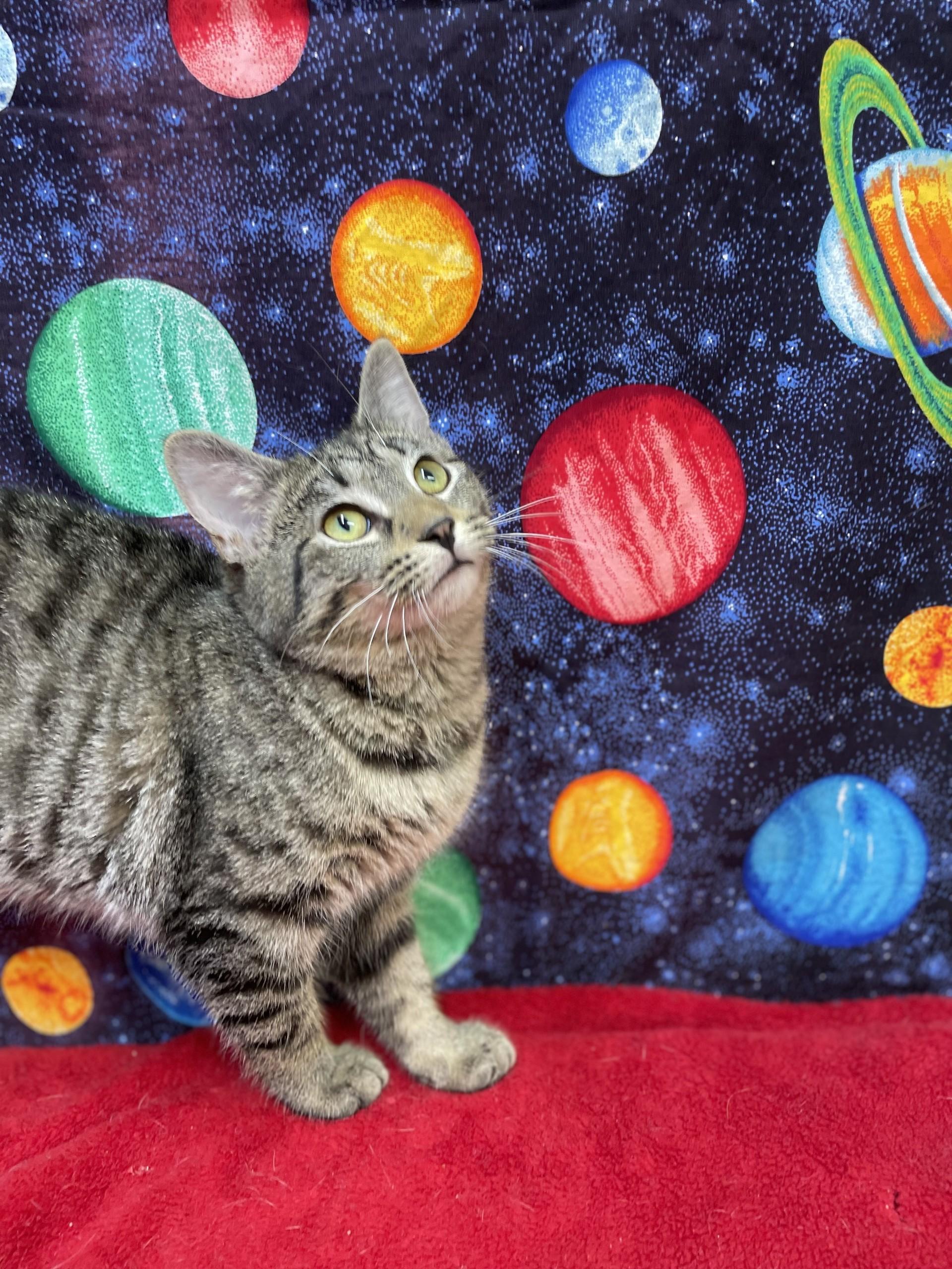 Enlarge Zora, a ADOPTABLE mixed breed in Upper Sandusky, OH image 2/2