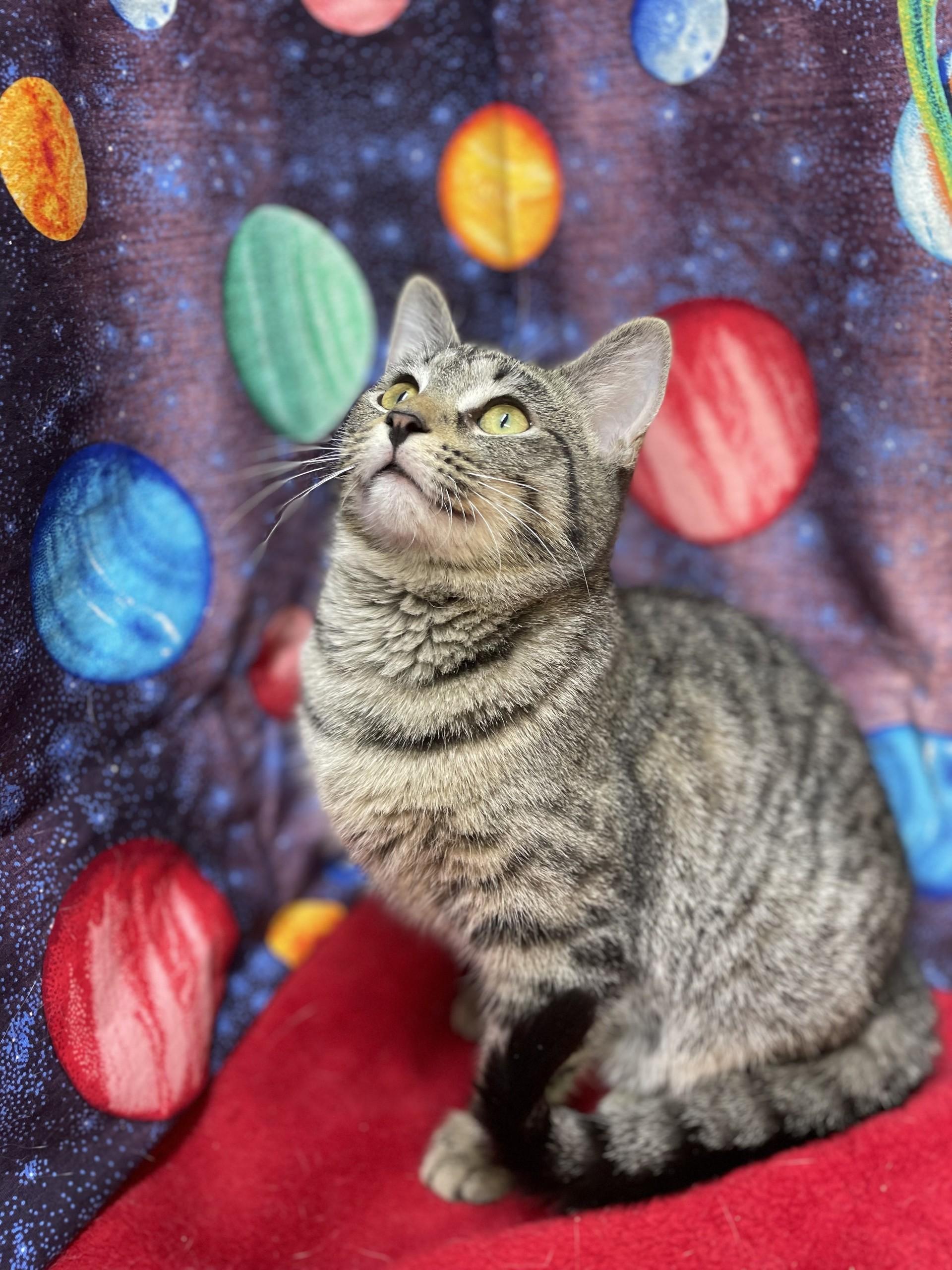 Zora, ADOPTABLE, Young Female Domestic Short Hair.