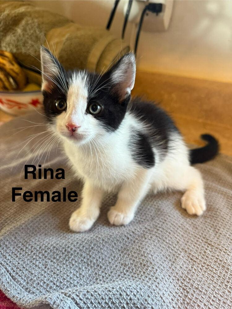 Rina, Adoptable, Kitten Female Domestic Medium Hair.