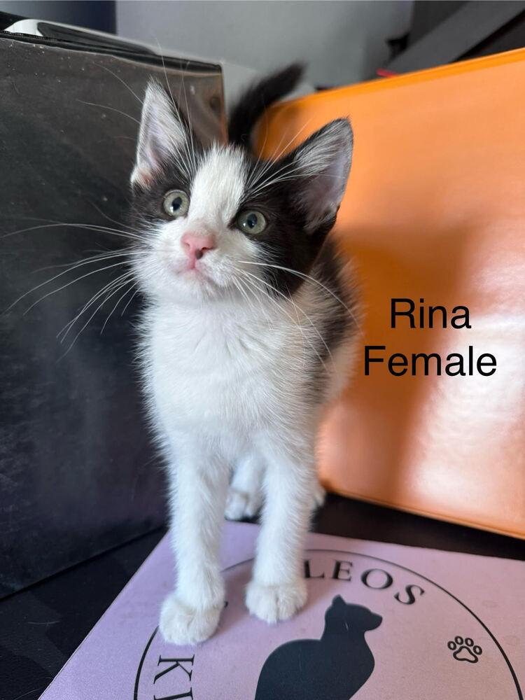 Enlarge Rina, a Adoptable Domestic Medium Hair in Lancaster, CA image 2/3