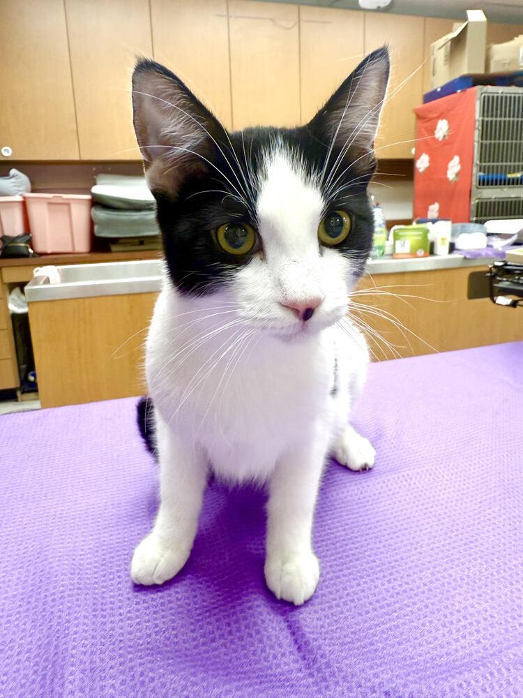 Enlarge Rina, a Adoptable Domestic Medium Hair in Lancaster, CA image 3/3