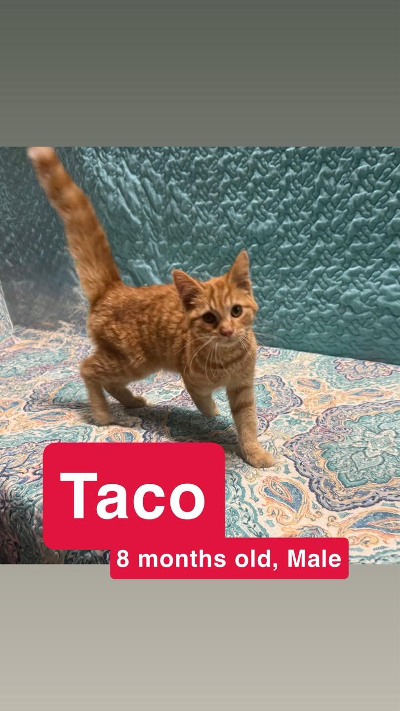 Taco, Adoptable, Young Male Domestic Short Hair.