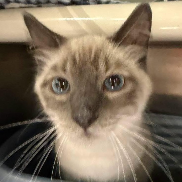 DUCKY, adopted, Adult Male Siamese.