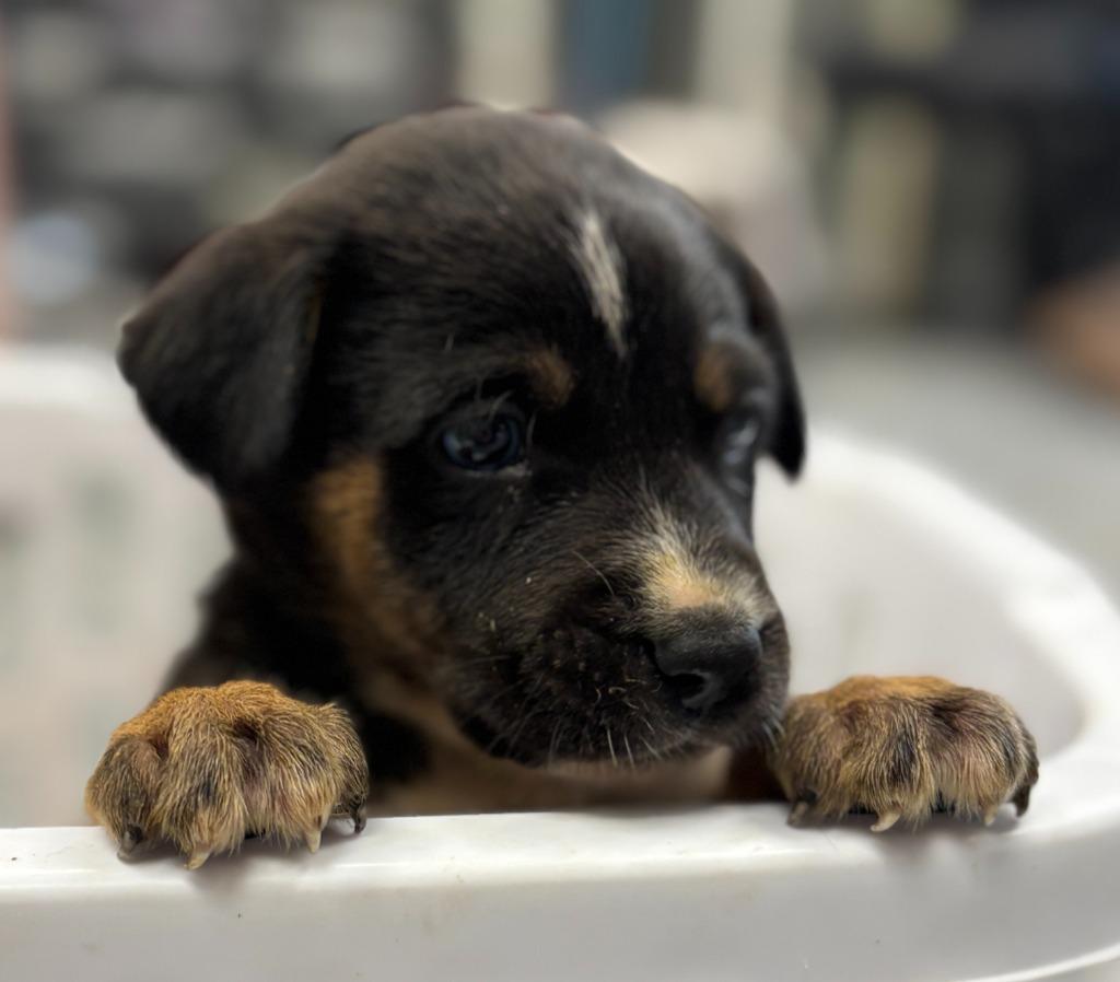 Harley, Adoptable, Young Male Australian Cattle Dog / Blue Heeler & Mixed Breed.