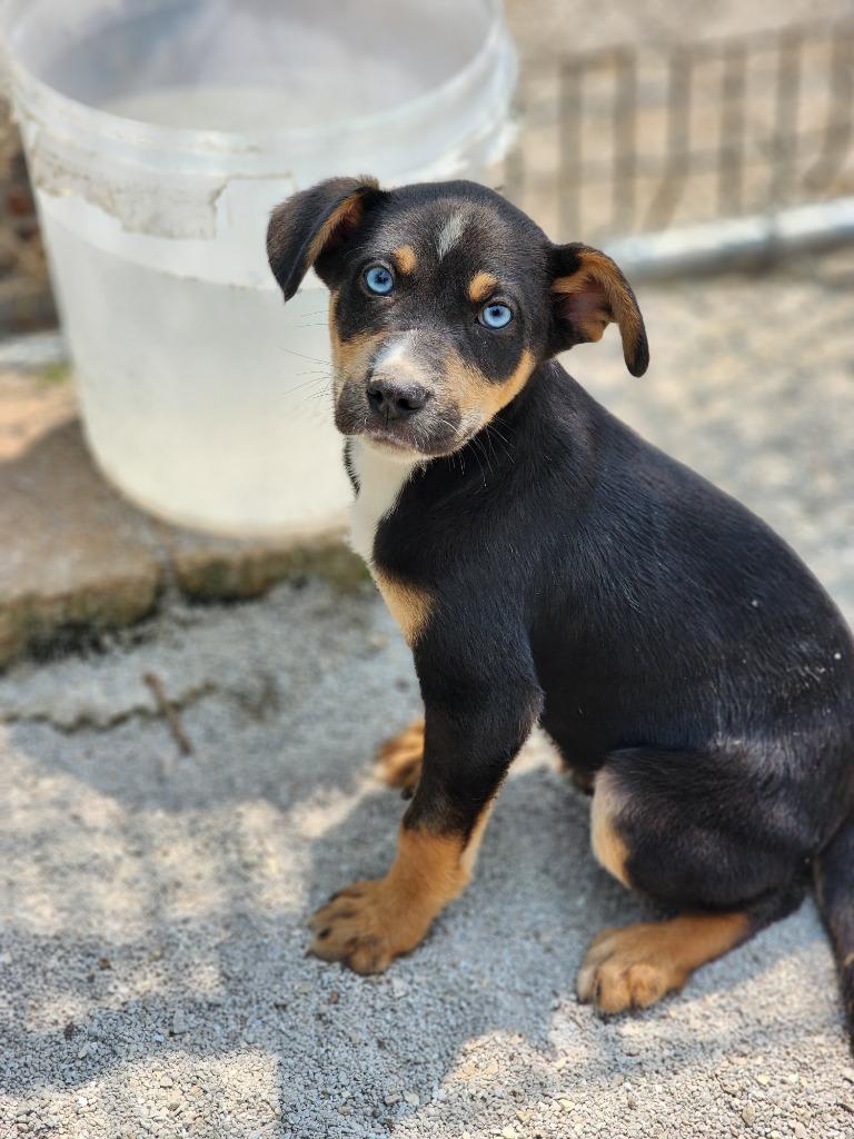 Enlarge Harley, a Adoptable mixed breed in Carthage, MO image 2/5