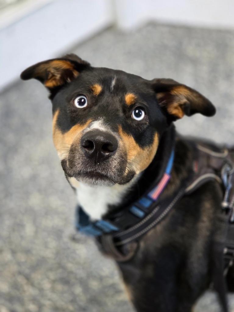 Enlarge Harley, a Adoptable mixed breed in Carthage, MO image 3/5