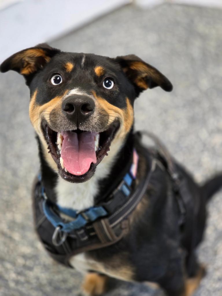 Enlarge Harley, a Adoptable mixed breed in Carthage, MO image 4/5
