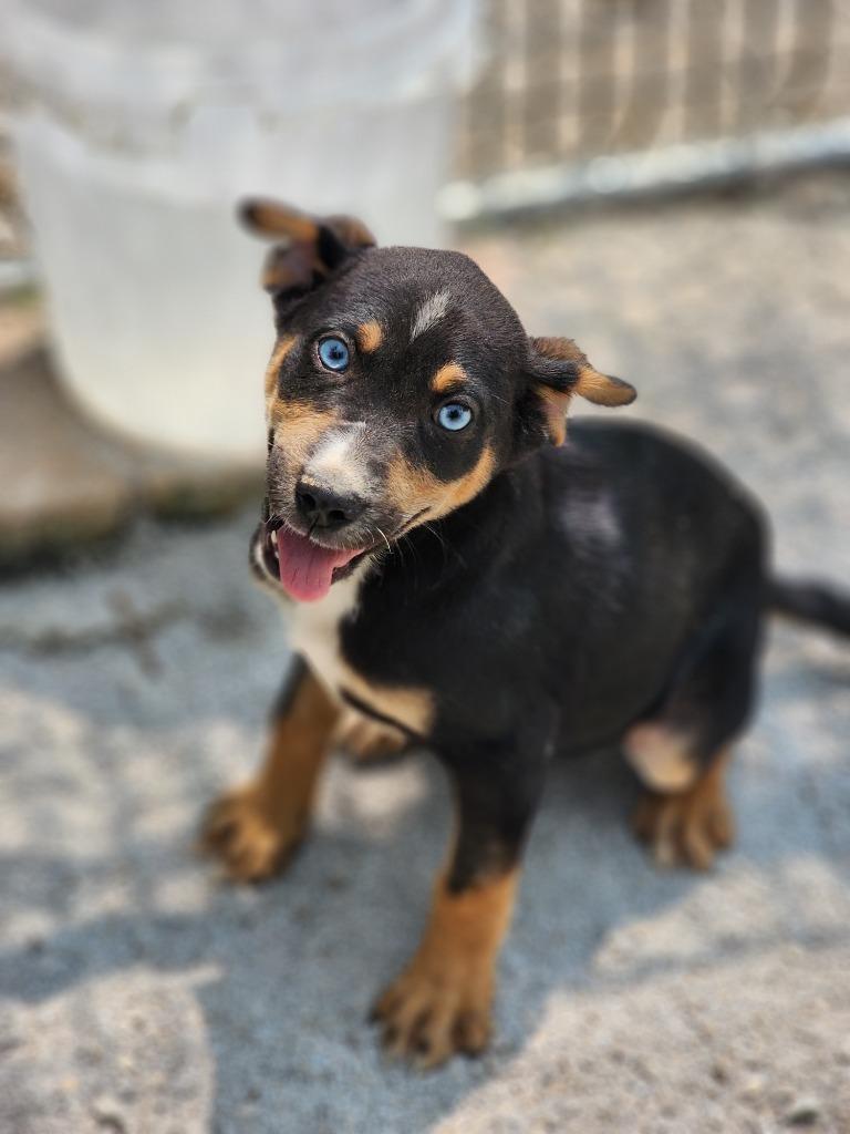 Enlarge Harley, a Adoptable mixed breed in Carthage, MO image 5/5