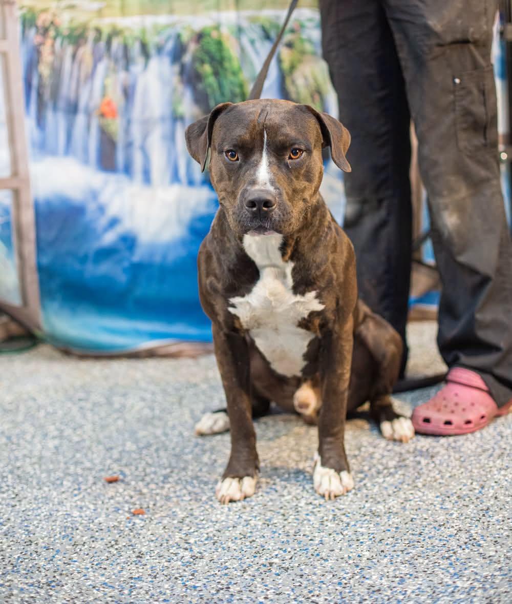 Smokey Lonesome, ADOPTABLE, Adult Male American Staffordshire Terrier.