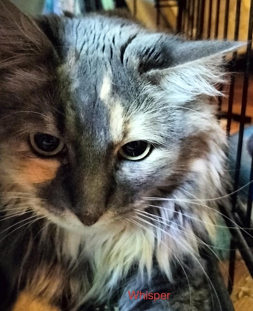 Enlarge Whisper, a Adoptable Domestic Long Hair in Boone, CO image 1/2