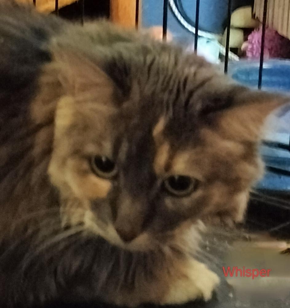 Enlarge Whisper, a Adoptable Domestic Long Hair in Boone, CO image 2/2