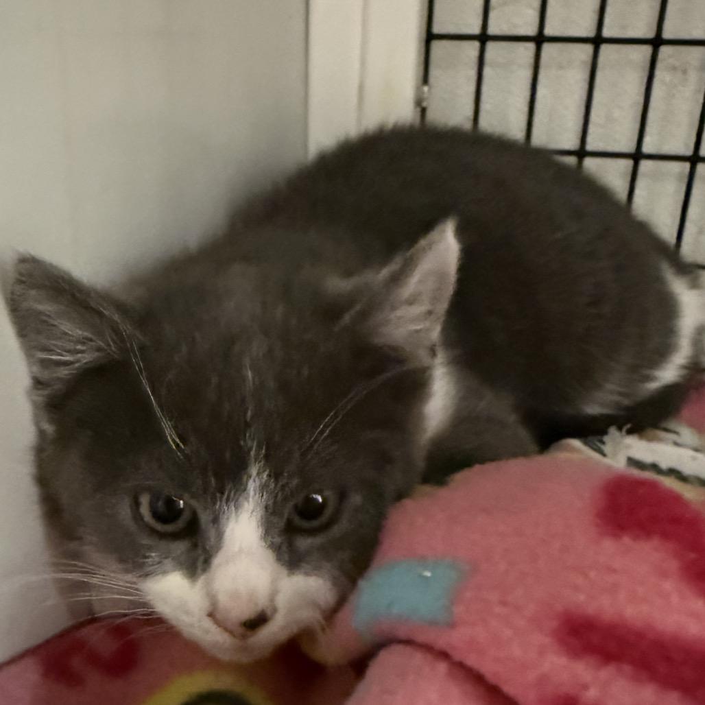 Enlarge Ash, a Adoptable Domestic Medium Hair in Ruckersville, VA image 2/4