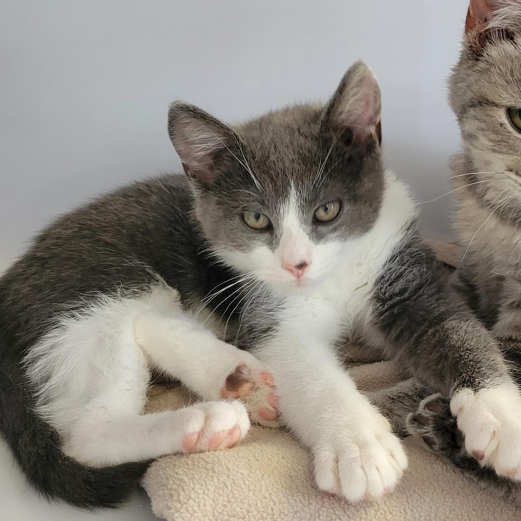 Enlarge Ash, a Adoptable Domestic Medium Hair in Ruckersville, VA image 3/4