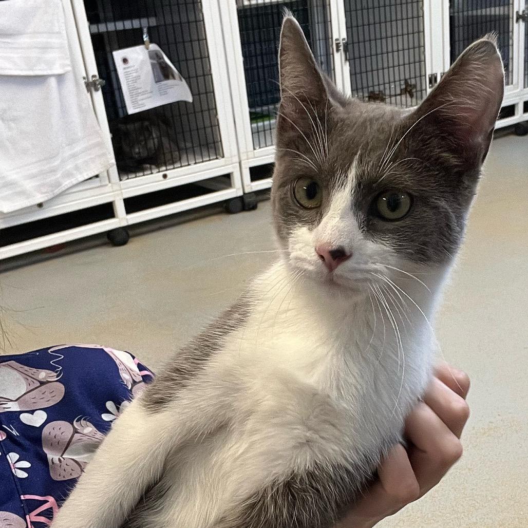 Enlarge Ash, a Adoptable Domestic Medium Hair in Ruckersville, VA image 4/4