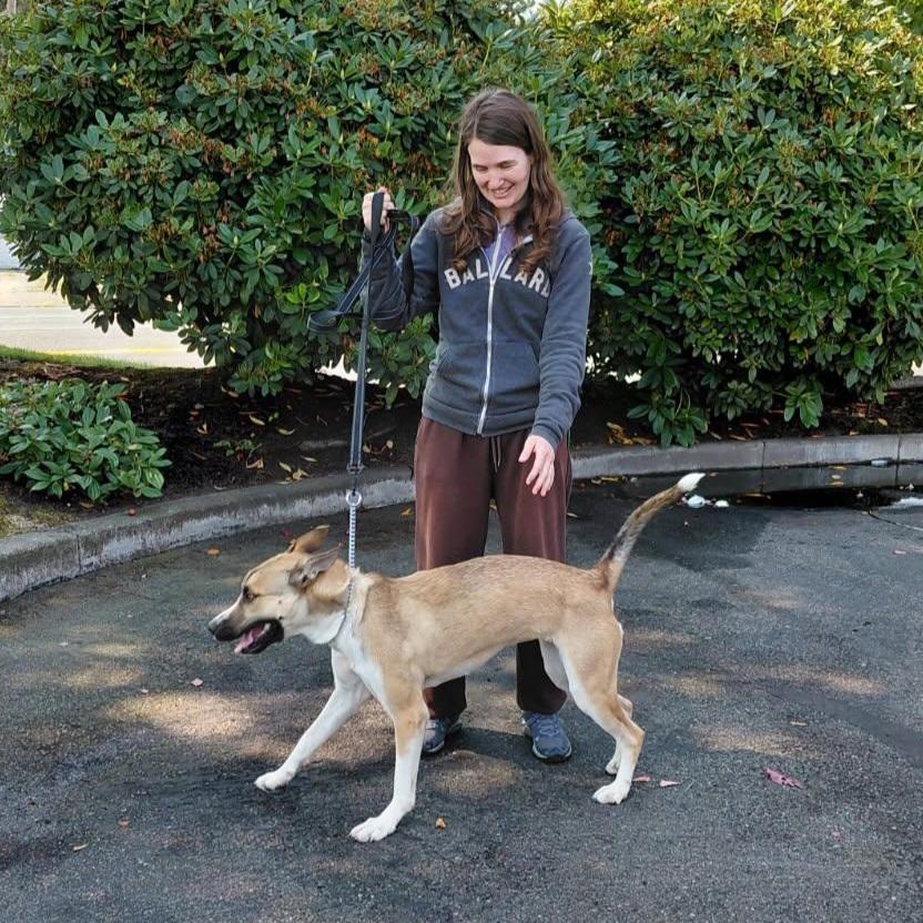 Enlarge Almond - Ray of Sunshine, a Adoptable mixed breed in Seattle, WA image 5/6