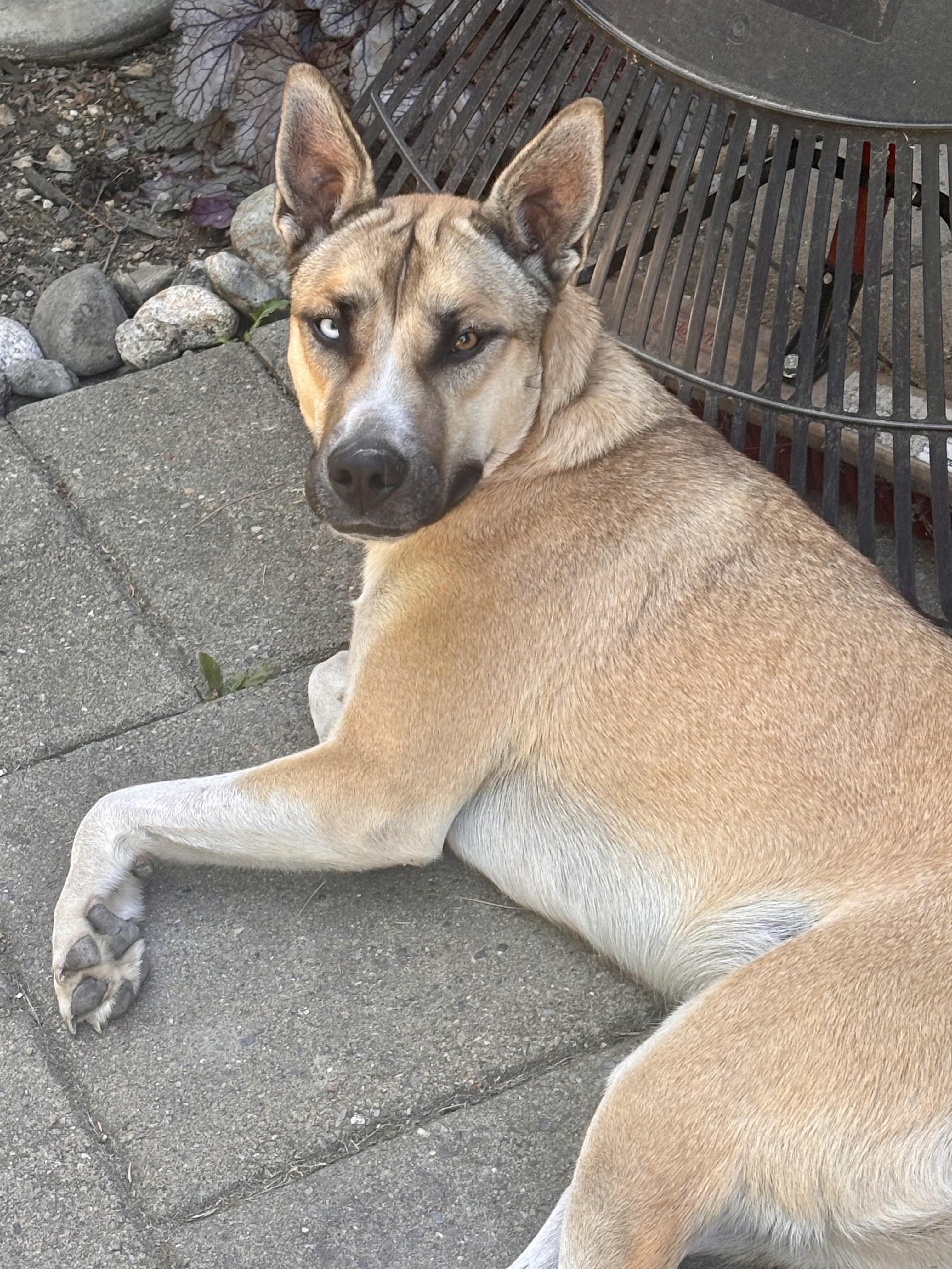 Almond - Ray of Sunshine, Adoptable, Adult Female Siberian Husky & German Shepherd Dog.