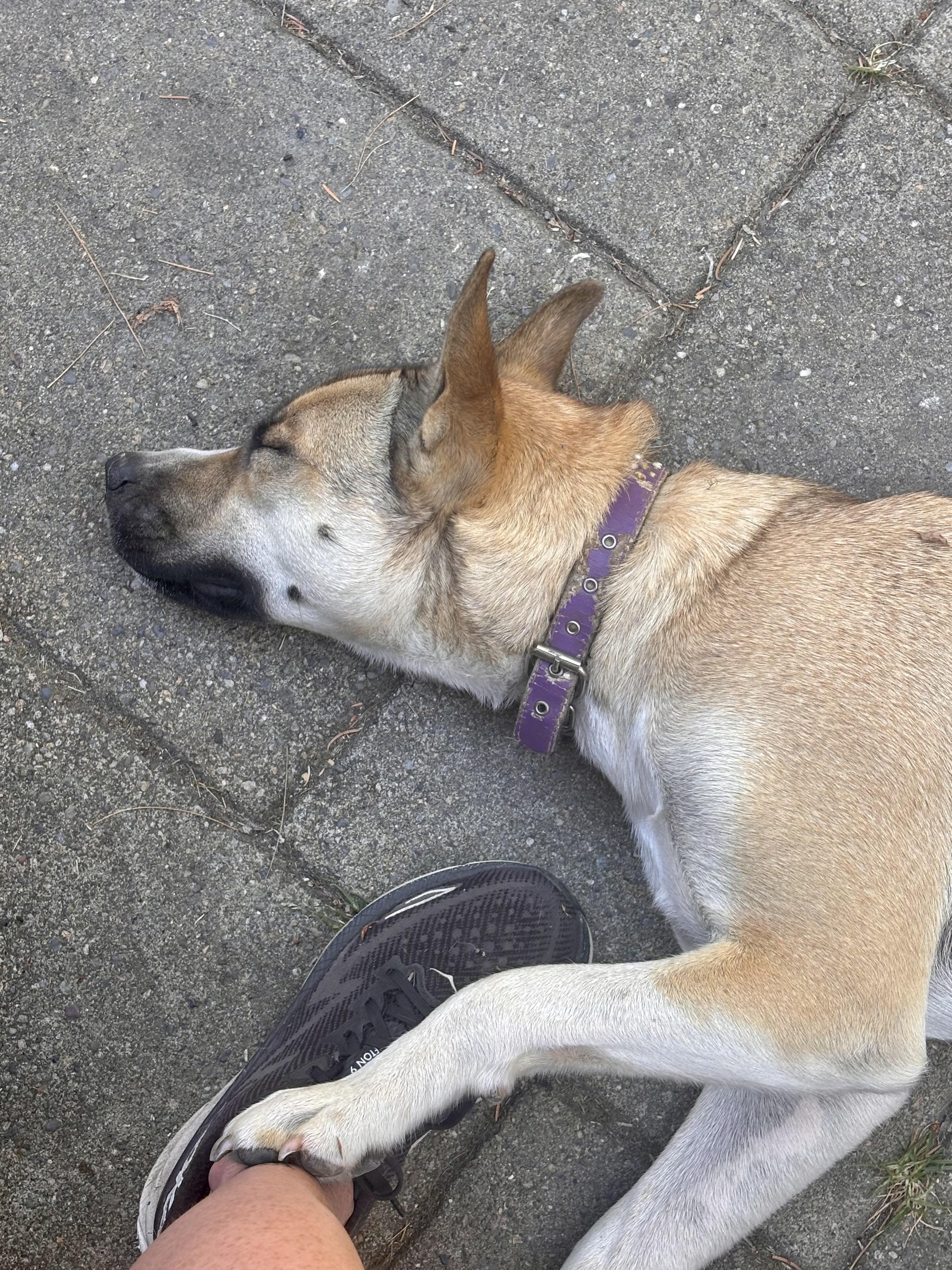 Enlarge Almond - Ray of Sunshine, a Adoptable mixed breed in Seattle, WA image 6/6