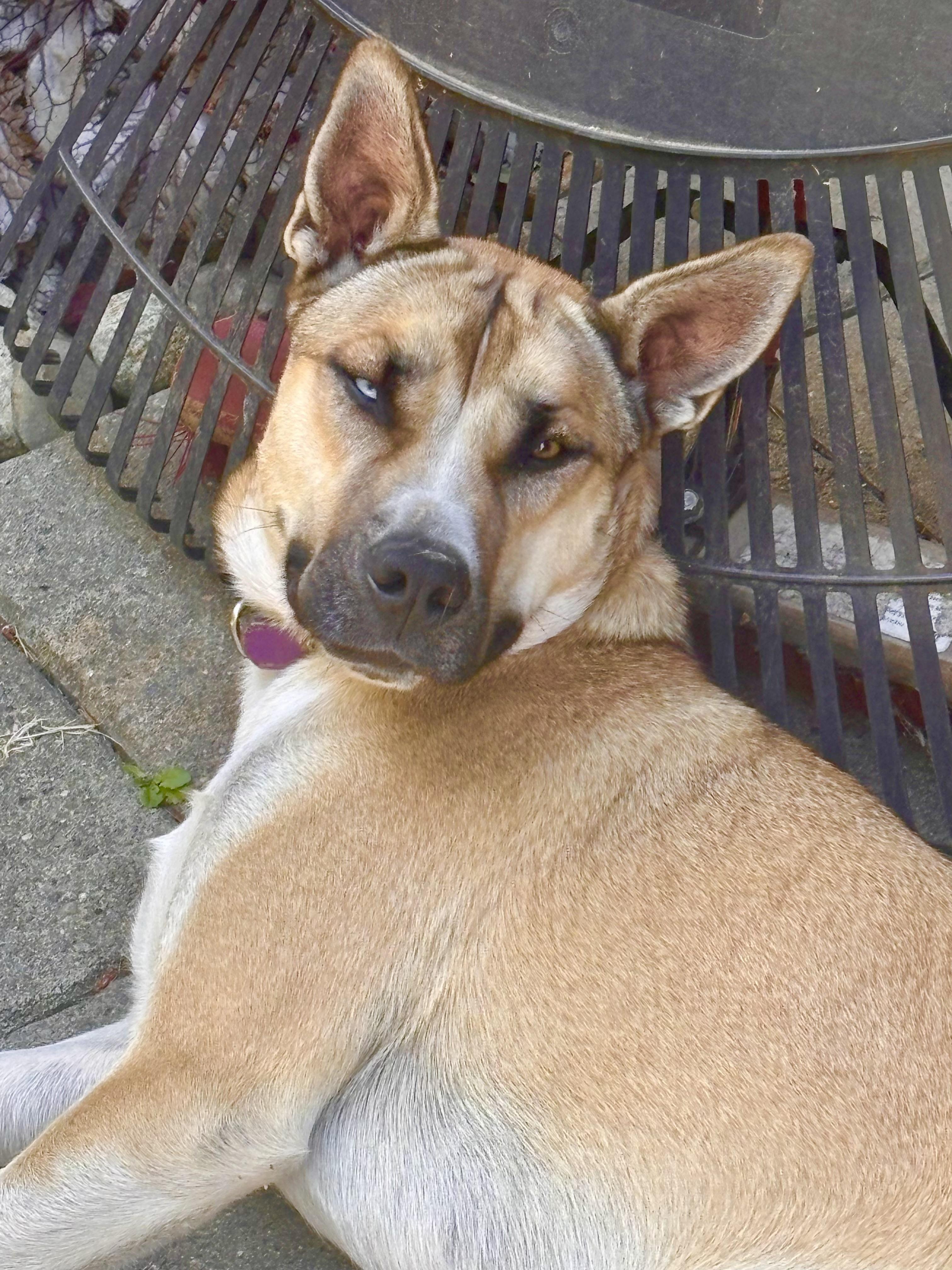 Enlarge Almond - Ray of Sunshine, a Adoptable mixed breed in Seattle, WA image 3/6