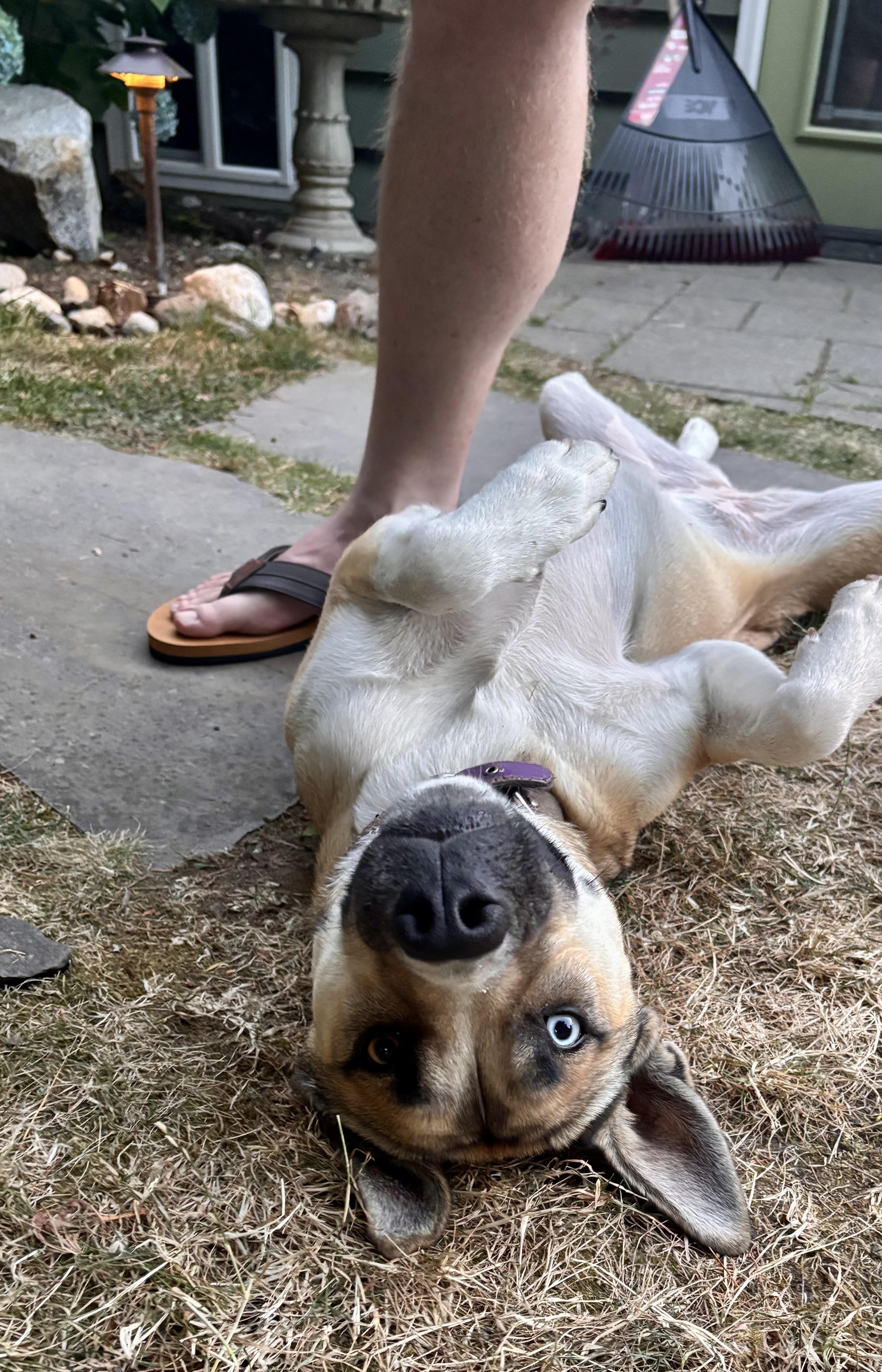 Enlarge Almond - Ray of Sunshine, a Adoptable mixed breed in Seattle, WA image 2/6