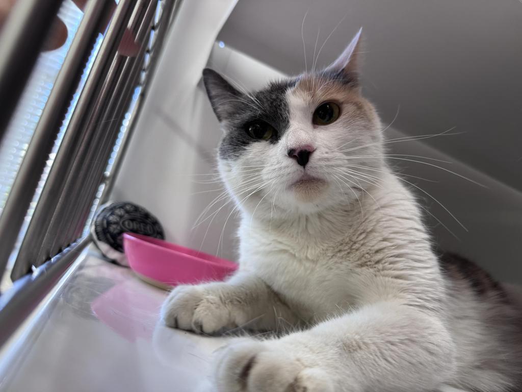 Nonnie, Adoptable, Young Female Domestic Short Hair.