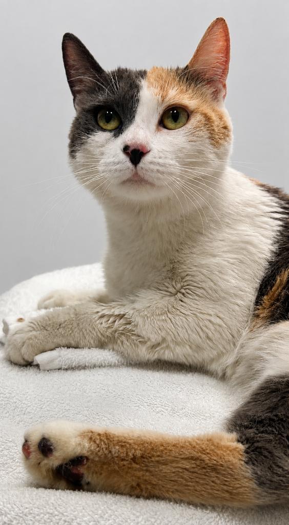 Nonnie, a Adoptable mixed breed in Saint Paul, MN image 2/2