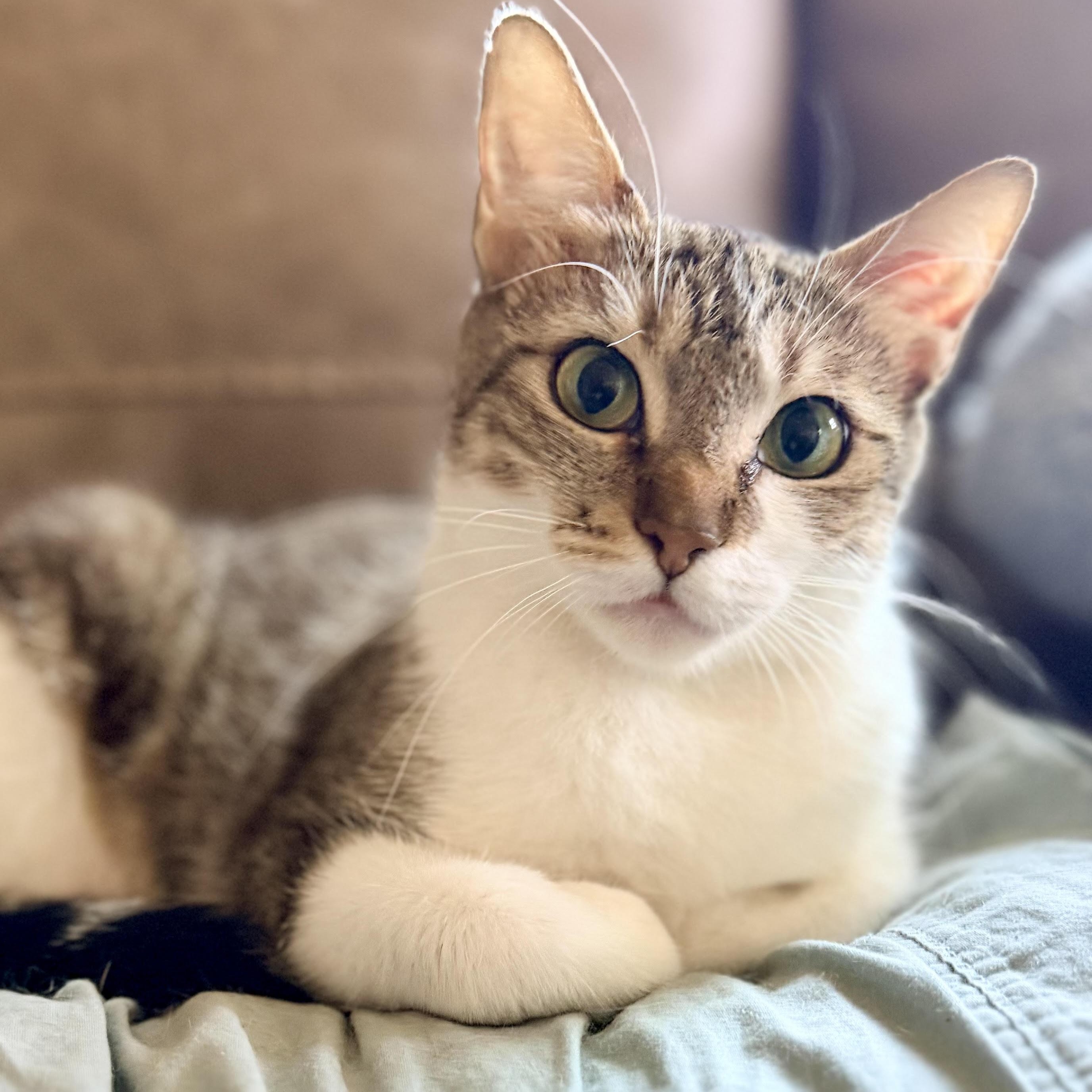 Pickle, Adoptable, Young Female Domestic Short Hair.