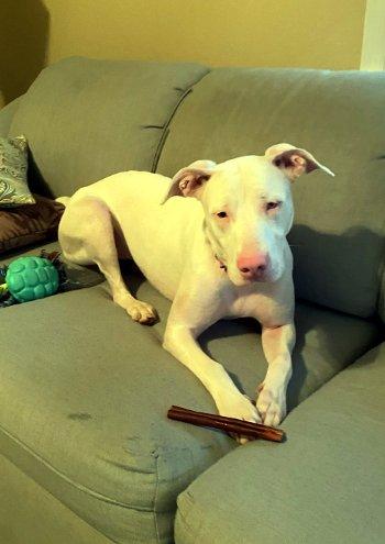 Cassie, a Adoptable mixed breed in Bedford Hills, NY image 3/6