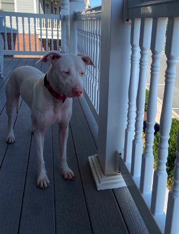 Cassie, a Adoptable mixed breed in Bedford Hills, NY image 4/6